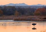 Lone Crane At Sunrise_73378